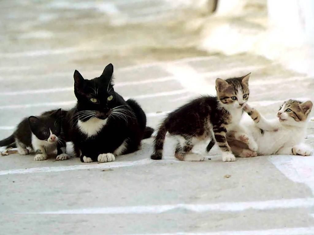 Gatti (149)
